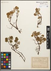 Foto von Salix reticulata L.